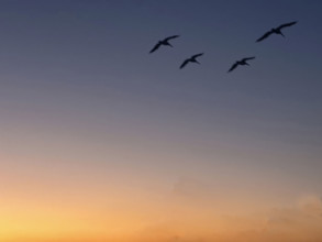 Pelicans in flight at sunrise