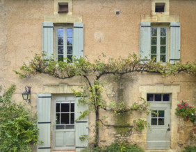 Residential building exterior with sculptured clinging vines