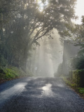 Morning sunlight streaming through trees on misty country road, Dordogne, France