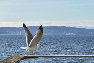 Seagull with wings spread before taking off