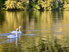 Two geese floating on river