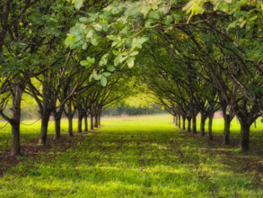 Walnut grove, Dordogne, France