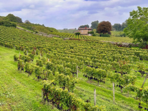 Lush vineyard, Saint-Emilion, France