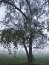 Tree in fog, Dordogne, France