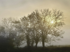 Misty sunrise through trees