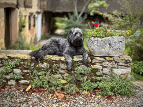 Portrait of dog on rock wall