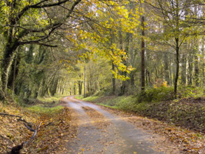 Rural road with autumn foliage, Galicia, Spain