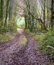 Rural dirt road through wooded landscape, Galicia, Spain