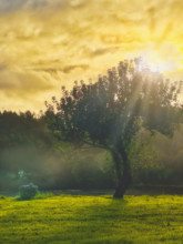 Scenic landscape with early morning fog, Galicia, Spain