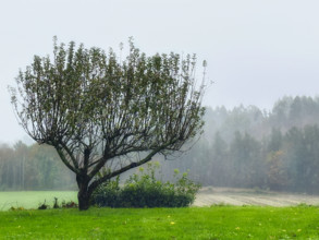 Foggy scenic landscape, Galicia, Spain