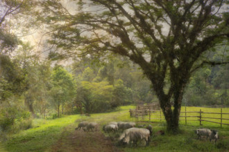 Sheep grazing in meadow, Xico, Veracruz, Mexico,