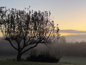 tree silhouette in morning mist