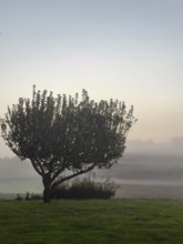 tree in morning mist