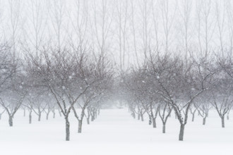 Cherry orchard in winter