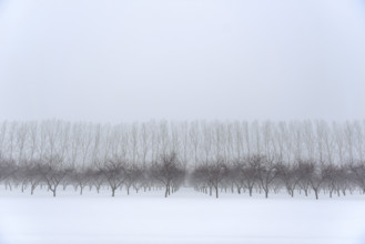 Cherry orchard in winter