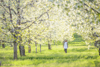 Young adult woman walking through blossoming cherry orchard