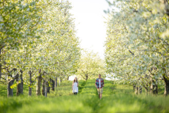 Teen couple walking in blossoming cherry orchard