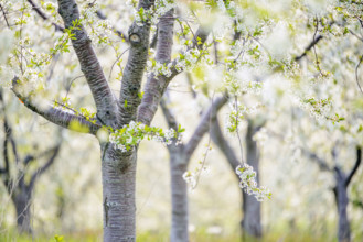 White cherry blossoms