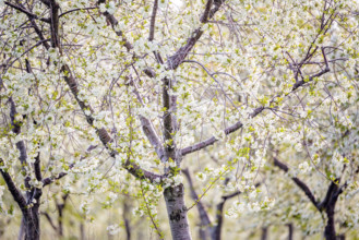 White cherry blossoms