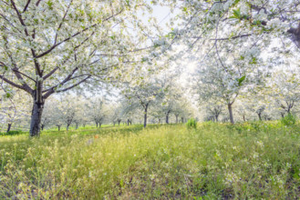 Field of white cherry blossoms