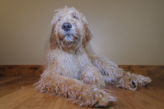 Full-length portrait of Goldendoodle dog