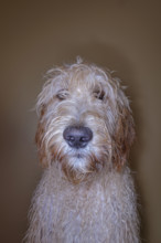 Portrait of Goldendoodle dog