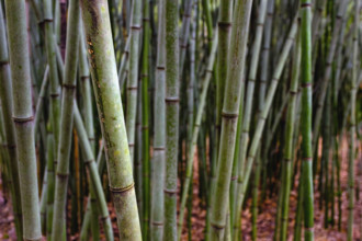Grove of bamboo