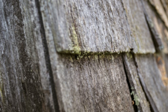 Close-up detail of weathered cedar shingles on old barn