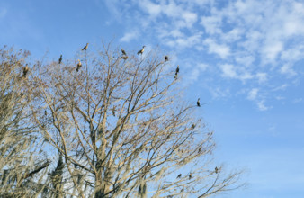 Low angle view of flock of double-breasted Cormorants perched on tree branches against blue sky