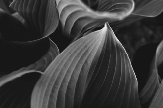 Striated leaves of Hosta plant