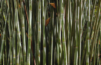 Thicket of bamboo stalks