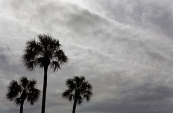Palm Trees in Silhouette