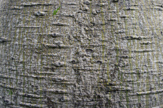 Close up detail of Queensland bottle tree bark