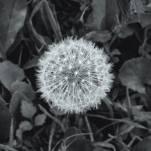 dandelion head with seeds, close up