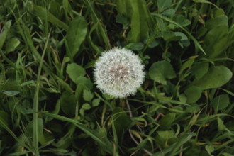 dandelion head with seeds amongst green grass