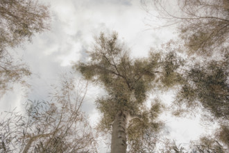 Low angle view of Australian Ghost Gum Eucalyptus trees against cloudy sky