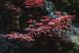 Small Japanese Maple tree dappled in sunlight