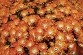 Large grouping of orange ice plant flowers (Delosperma)