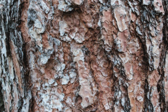 Close up detail of ponderosa pine tree bark