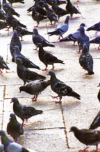 Pigeons in St Marks Square, Venice, Italy