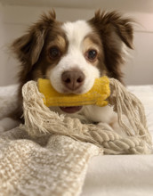Miniature Australian Shepherd with toy in its mouth