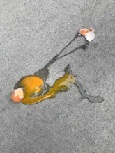 Broken Egg on Sidewalk