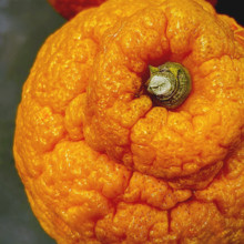 High angle view of Dekopon orange with lumpy rind