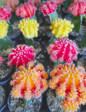 Selection of colorful moon cactuses, high angle view
