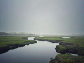 Tidal marsh in fog