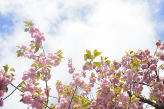 Low angle view of branches of Sakura cherry blossoms in full bloom against wispy cloudy sky