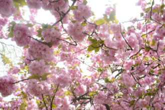 Branches of Sakura cherry blossoms in full bloom