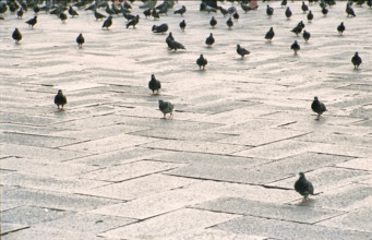 Pigeons in St Marks Square, Venice, Italy
