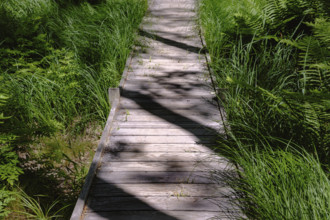 Wood boardwalk with shadows on hiking trail