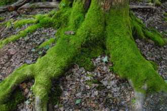 Moss growing on exposed tree roots along hiking trail